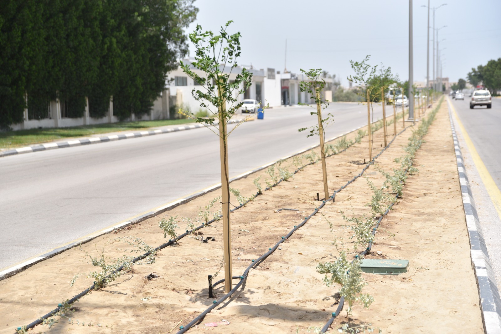 ‏* بلدية القطيف تزرع 5500 شجرة متنوعة ضمن جهودها في تحسين المشهد الحضري وزيادة الرقعة الخضراء بالمحافظة*