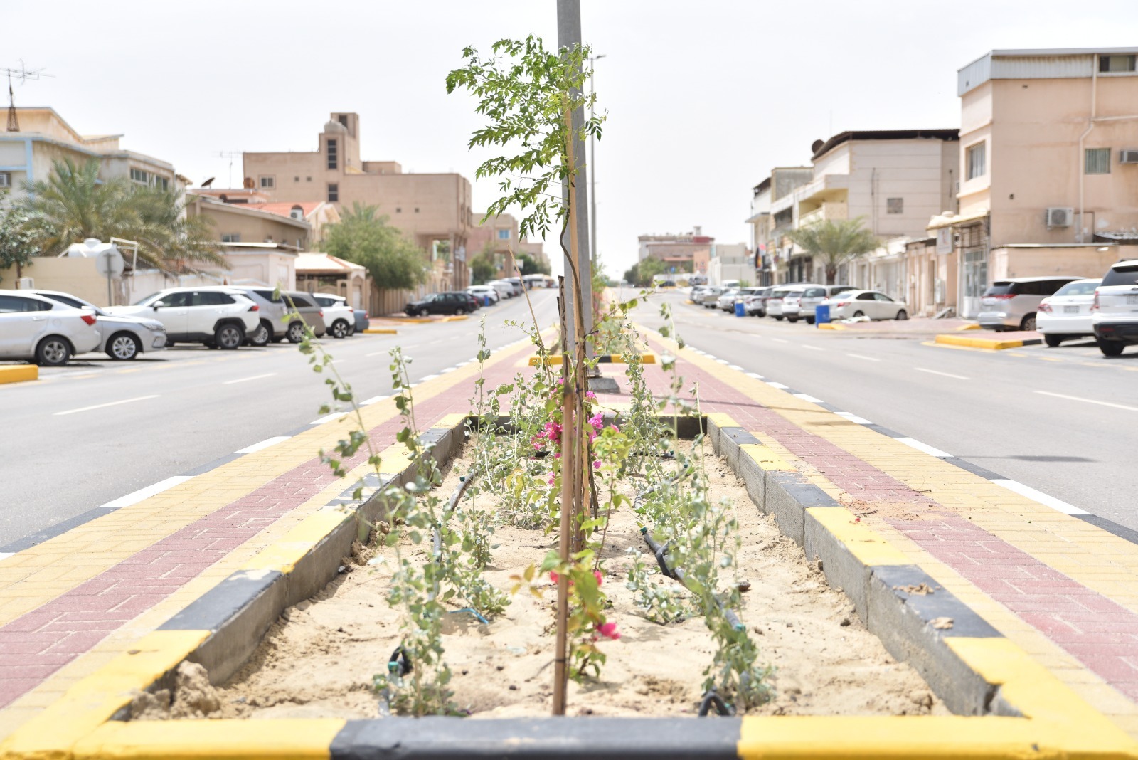 ‏* بلدية القطيف تزرع 5500 شجرة متنوعة ضمن جهودها في تحسين المشهد الحضري وزيادة الرقعة الخضراء بالمحافظة*