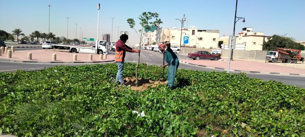 أمانة الشرقية تزرع أكثر من 4000 شجرة متنوعة في حاضرة الدمام خلال شهر رمضان