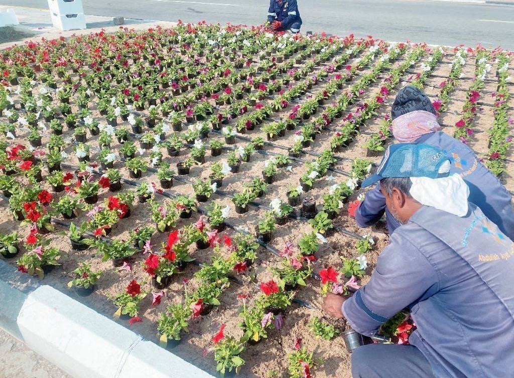  الزراعة بأشجار وشجيرات متنوعة لزيادة الغطاء النباتي في بقيق.